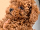 Toy Boy Anne Babadan Kısa Burun Red Toy Poodle Erkekler