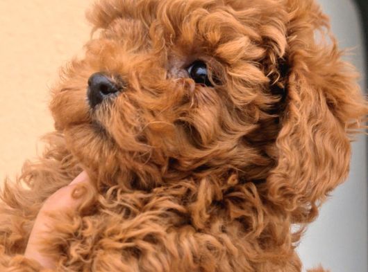 Toy Boy Anne Babadan Kısa Burun Red Toy Poodle Erkekler görsel
