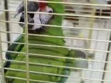 Military Macaw