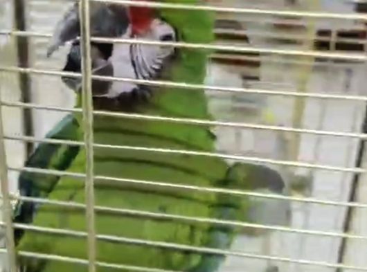 Military Macaw görsel