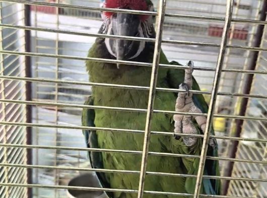 Military macaw