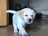 LABRADOR RETRIEVER YAVRULARI ISTANBUL