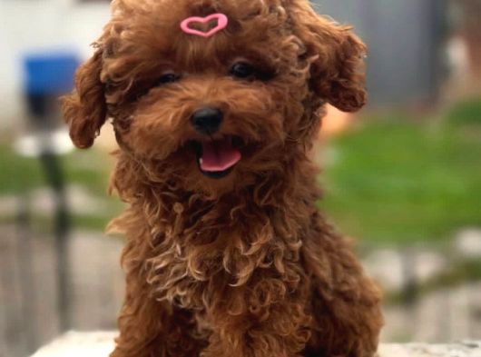 Güleryüzlü Saf Kan Poodle Yavrumuz