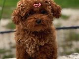 Güleryüzlü Saf Kan Poodle Yavrumuz