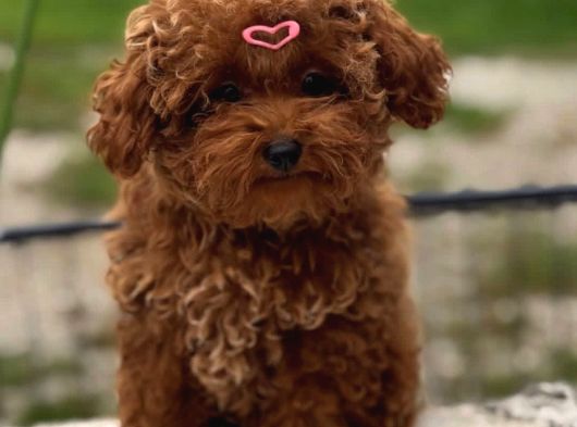 Güleryüzlü Saf Kan Poodle Yavrumuz görsel