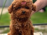 Güleryüzlü Saf Kan Poodle Yavrumuz