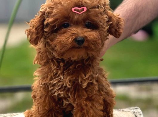 Güleryüzlü Saf Kan Poodle Yavrumuz görsel