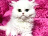 Muhteşem Güzelli̇kte British Shorthair Yavrulari