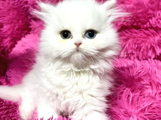 Muhteşem Güzelli̇kte British Shorthair Yavrulari görsel