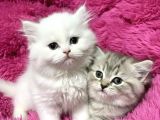 MUHTEŞEM GÜZELLİKTE British Shorthair Yavrulari