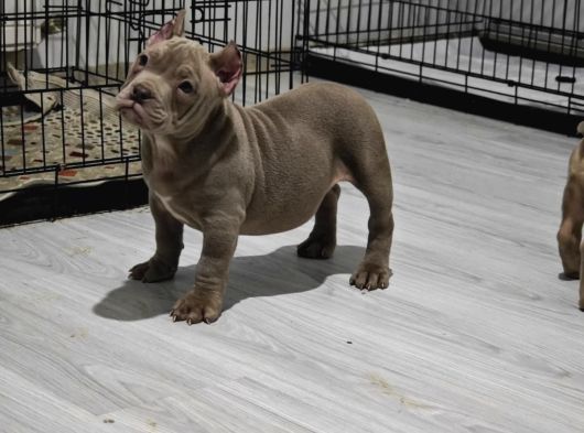 A Kali̇te Exoti̇c Bully Yavrular görsel