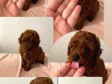 Toy Poodle Yavru Mama Ve Malzeme Kampanyalı