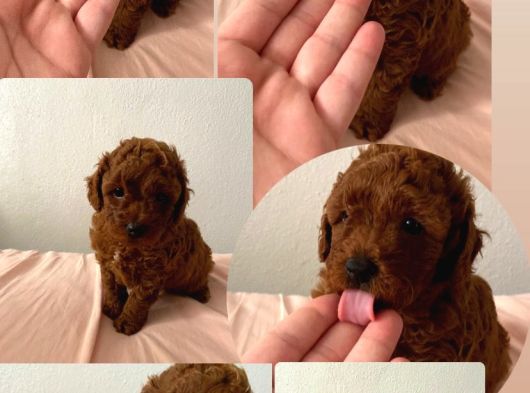 Toy Poodle Yavru Mama Ve Malzeme Kampanyalı görsel