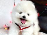 Gerçek Ayicik Surat Boo Pomeranian Yavrularımız