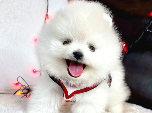 Gerçek Ayicik Surat Boo Pomeranian Yavrularımız görsel