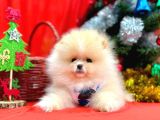 Pomeranian Boo Teddy Bear Yavrularımız
