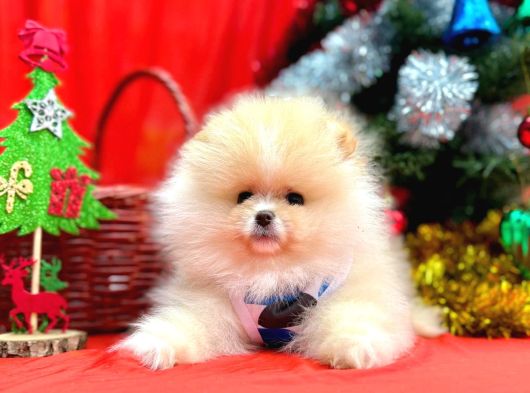 Pomeranian Boo Teddy Bear Yavrularımız görsel