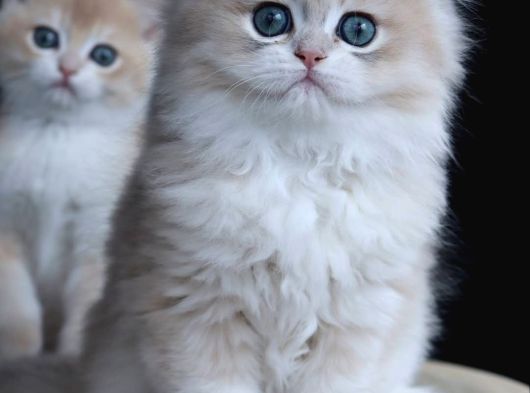 Özel Rengiyle Ay Golden British Longhair görsel