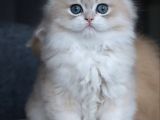 Özel Rengiyle Ay Golden British Longhair