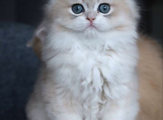 Özel Rengiyle Ay Golden British Longhair görsel