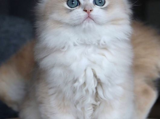 Özel Rengiyle Ay Golden British Longhair görsel