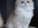 Özel Rengiyle Ay Golden British Longhair
