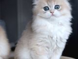 Özel Rengiyle AY Golden British Longhair