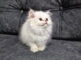 Teslime Hazır British Longhair