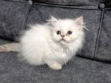 Teslime Hazır British Longhair