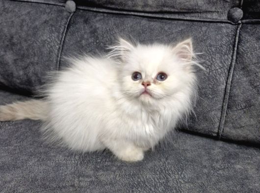 Teslime Hazır British Longhair görsel