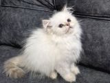Teslime Hazır British Longhair