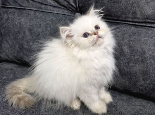 Teslime Hazır British Longhair