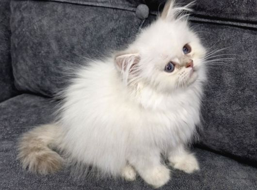 Teslime Hazır British Longhair görsel