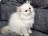 Teslime Hazır British Longhair