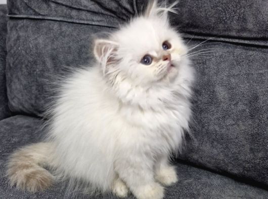 Teslime Hazır British Longhair görsel