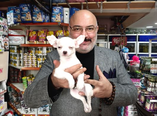 Chihuahua Beyaz Erkek Çok Güzel Bir Yavru görsel