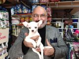 Chihuahua Beyaz Erkek Çok Güzel Bir Yavru
