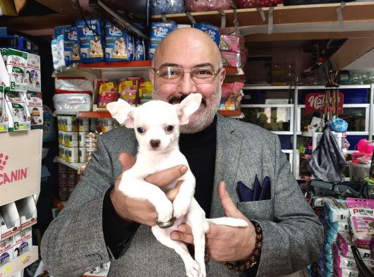 Chihuahua Beyaz Erkek Çok Güzel Bir Yavru görsel