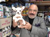 Chihuahua Beyaz Erkek Çok Güzel Bir Yavru