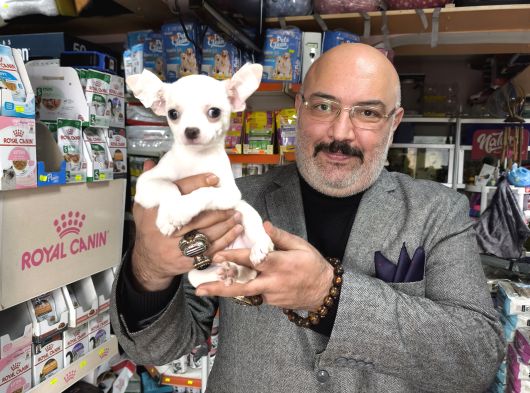 Chihuahua Beyaz Erkek Çok Güzel Bir Yavru görsel