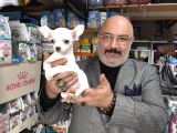 Chihuahua Beyaz Erkek Çok Güzel Bir Yavru