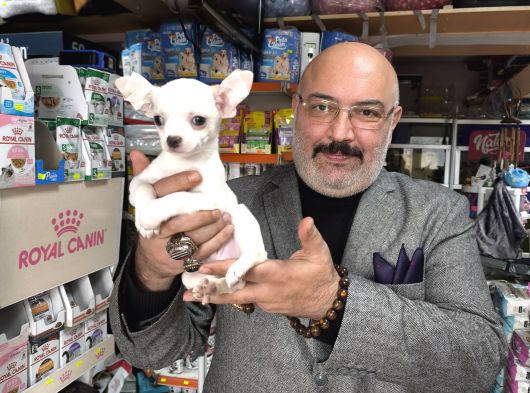 Chihuahua Beyaz Erkek Çok Güzel Bir Yavru görsel