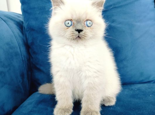 British Shortair Blue Point Yavrusu görsel