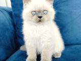 British Shortair Blue Point Yavrusu