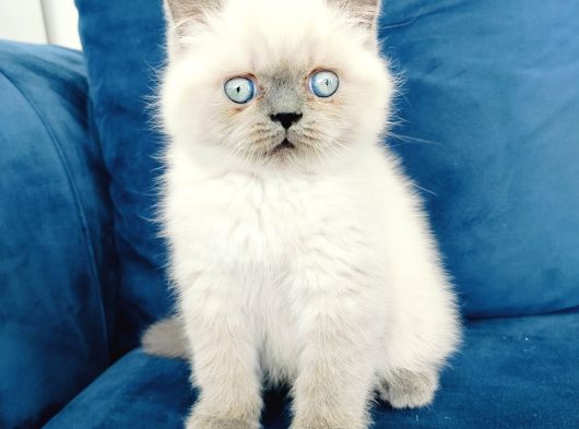 British Shortair Blue Point Yavrusu görsel