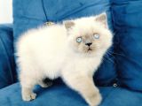 British Shortair Blue Point Yavrusu