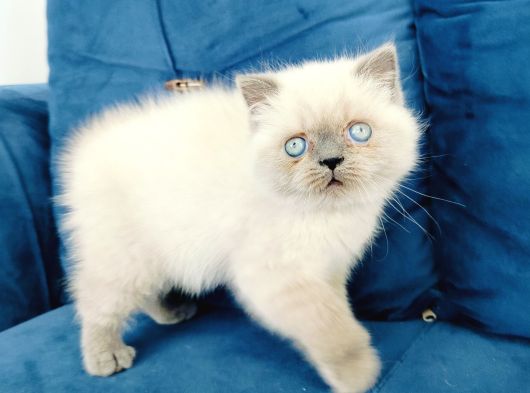 British Shortair Blue Point Yavrusu görsel