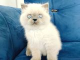 British shortair blue point yavrusu