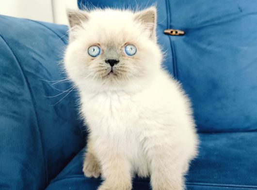 British Shortair Blue Point Yavrusu