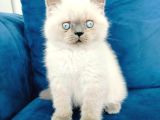 British Shortair Blue Point Yavrusu